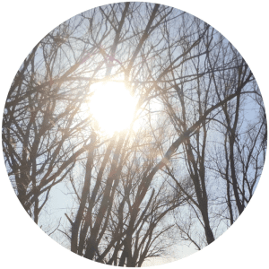 Sonnenlicht scheint durch Geäst