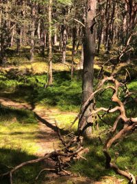 abstrakte Baumfigur im Wald