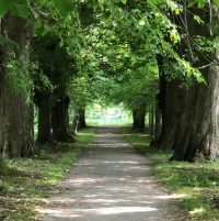 Mein Weg ins Licht durch eine Baumallee